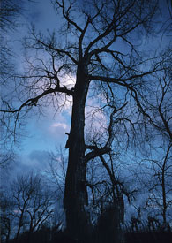 ����Ԫ���꣺��ϵ����Fantasia��